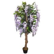 Find the Top-Quality Natural Wisteria Tree at Competitive Prices